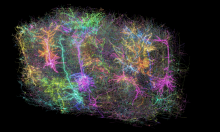 From the BRAIN Director: How a Cubic Millimeter of Brain Can